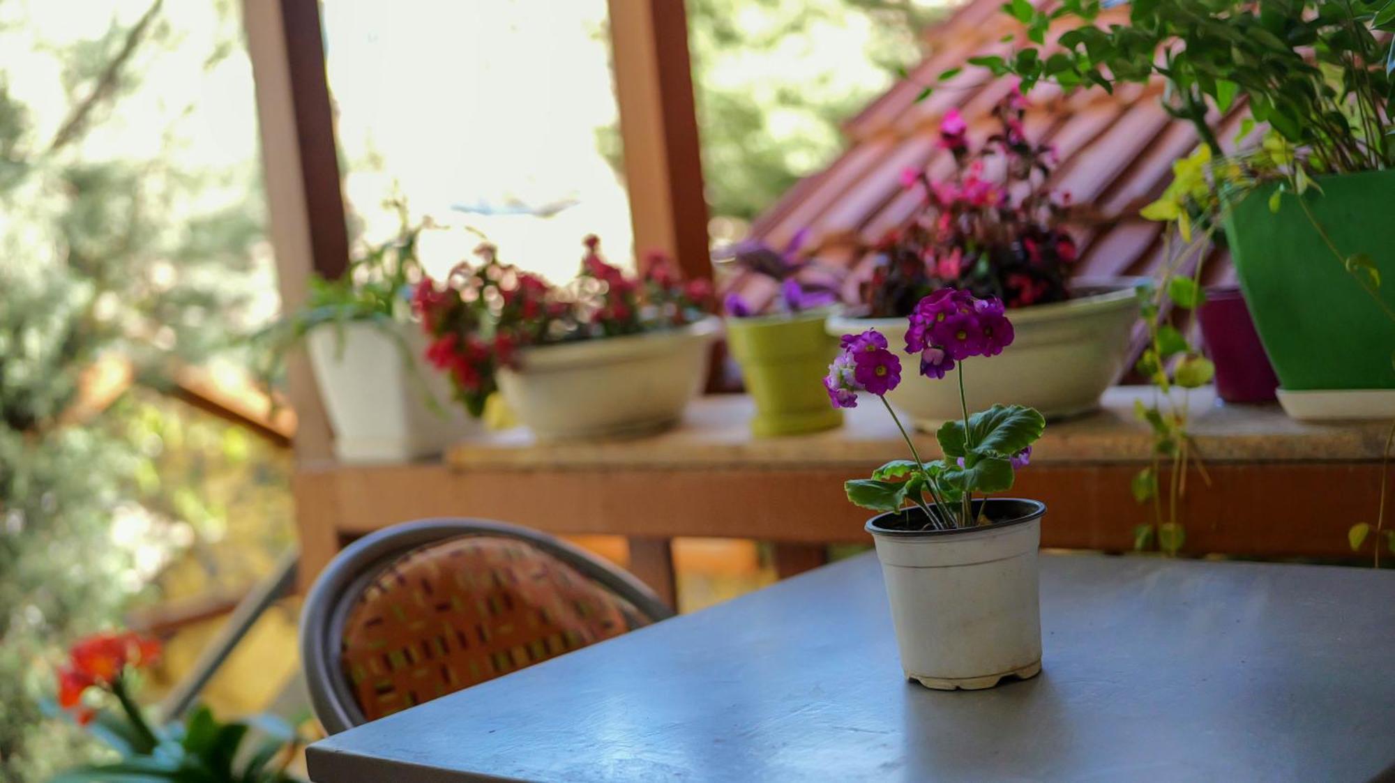 Shkodra Guest House & Trips Екстериор снимка